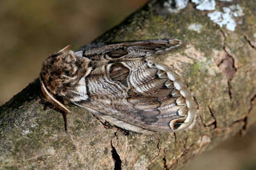 Image of Brahmaea europaea Hartig 1963