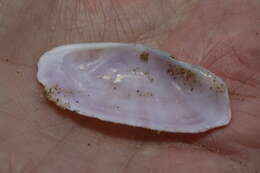 Image of Faroe sunset shell