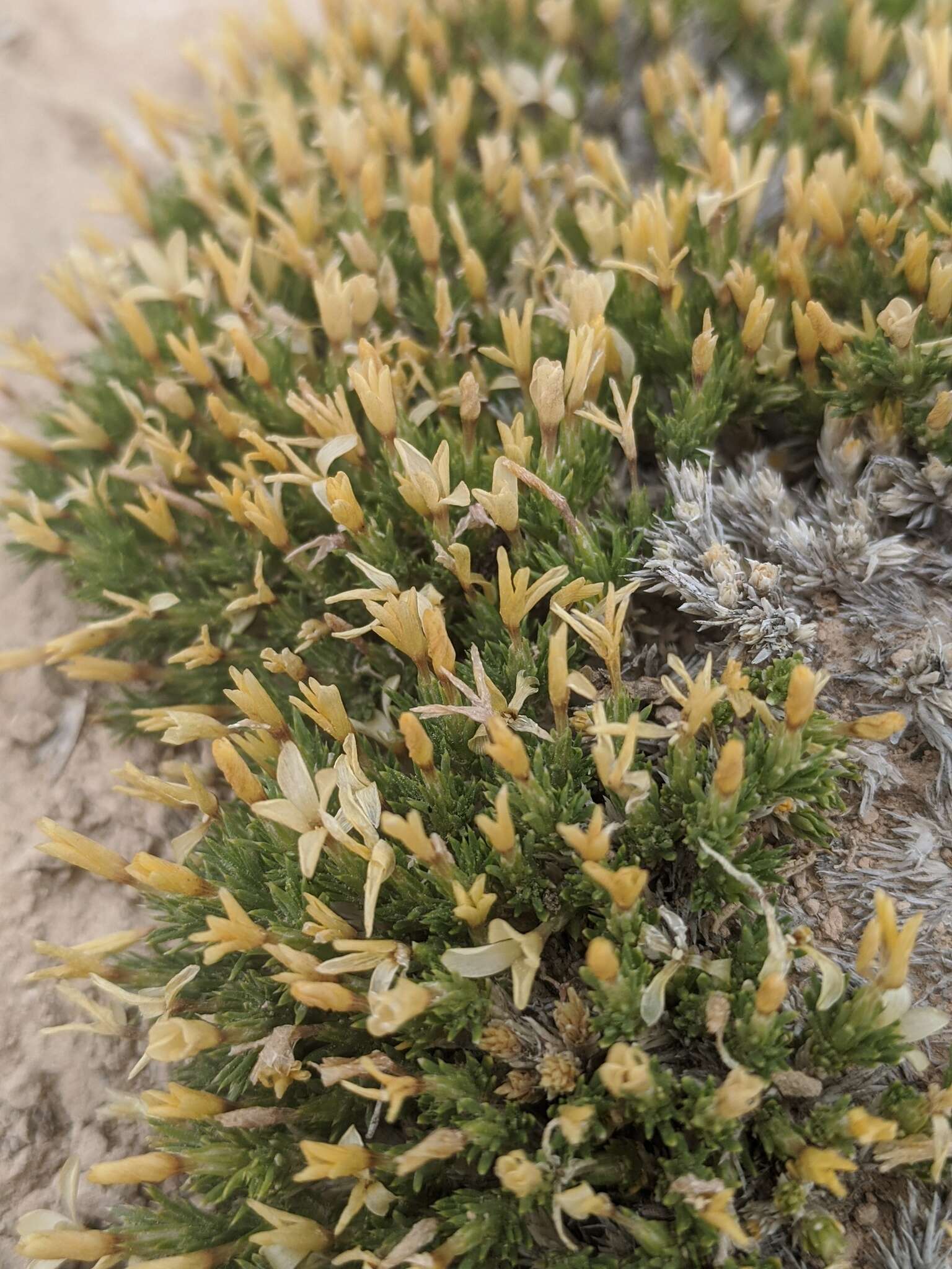 Image of mat prickly phlox