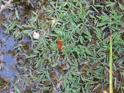 Image of Southern Water Grass