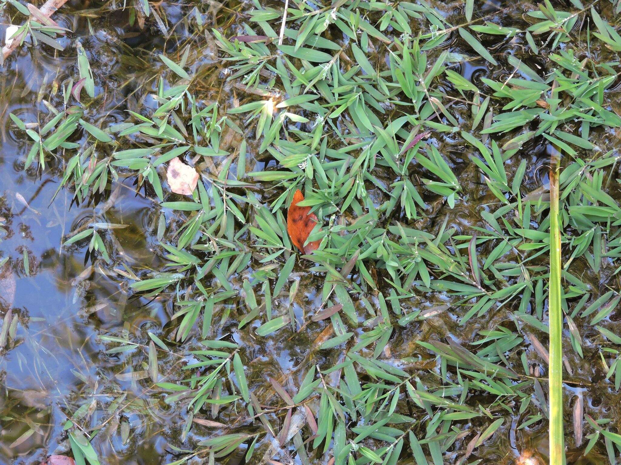 Image of Southern Water Grass