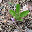 Image of Viola gmeliniana Roem. & Schult.