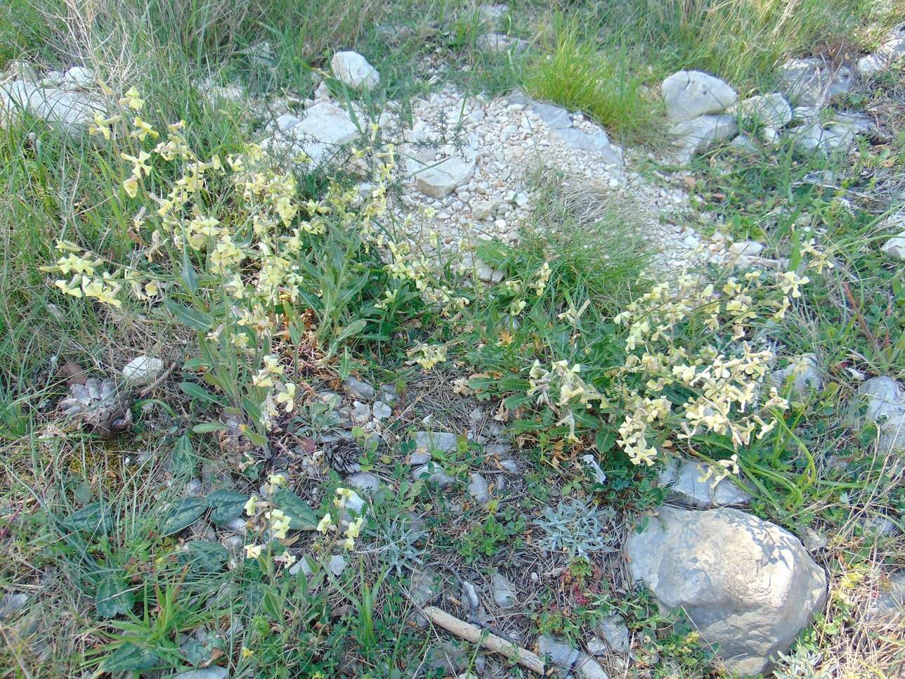 Слика од Hesperis laciniata All.