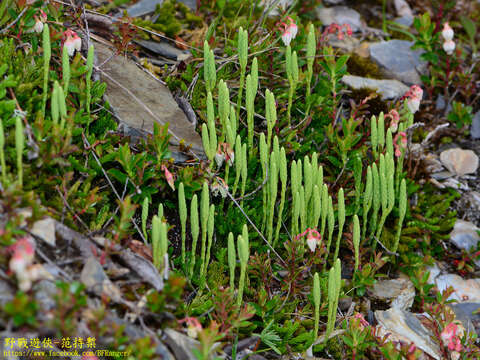 Image of Diphasiastrum veitchii (H. Christ) Holub