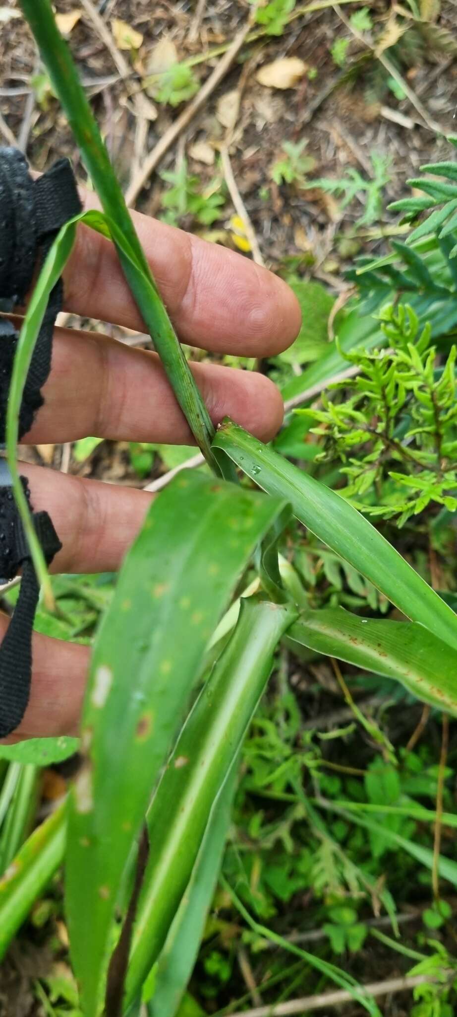 Image de Echeandia michoacensis (Poelln.) Cruden