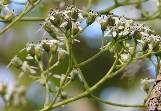 صورة Verbesina turbacensis Kunth