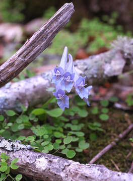 Image of Corydalis lineariloba Siebold & Zucc.