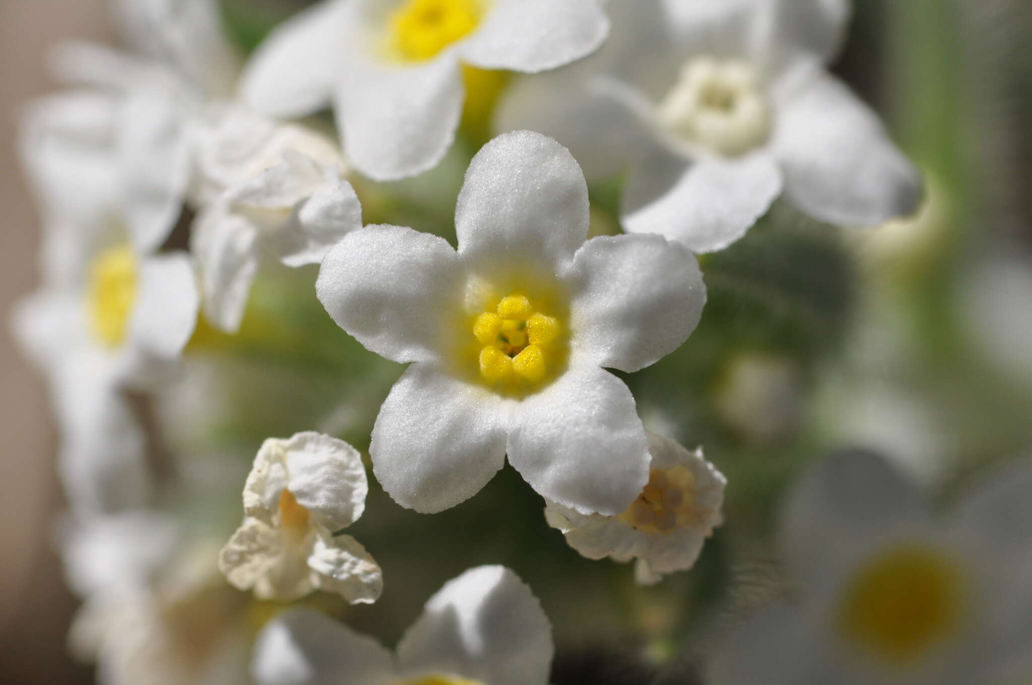 Plancia ëd Oreocarya flavoculata A. Nels.