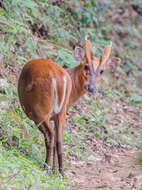 Image of Barking Deer