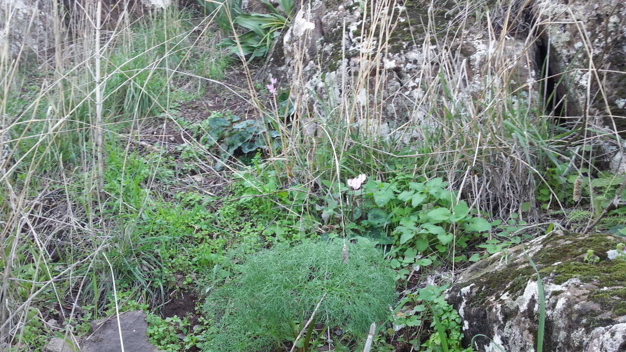 Image of florist's cyclamen