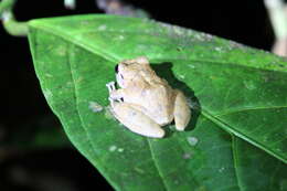 Image of Pristimantis reichlei Padial & De la Riva 2009