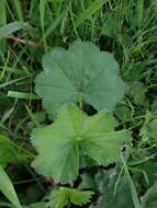 Image of Alchemilla crinita Buser