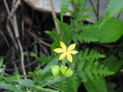 Sisyrinchium angustissimum (B. L. Rob. & Greenm.) Greenm. & C. H. Thomps.的圖片