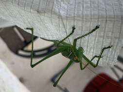 Image of Lesser Arid-land Katydid