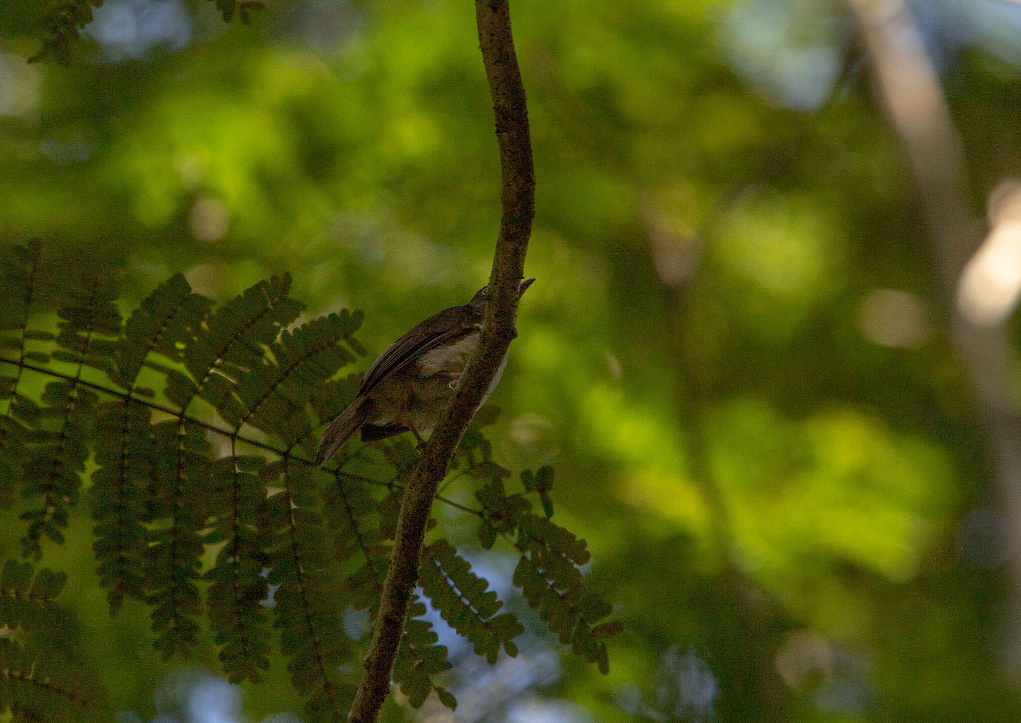 Image of Cream-vented Bulbul