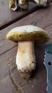 Sivun Boletus barrowsii Thiers & A. H. Sm. 1976 kuva