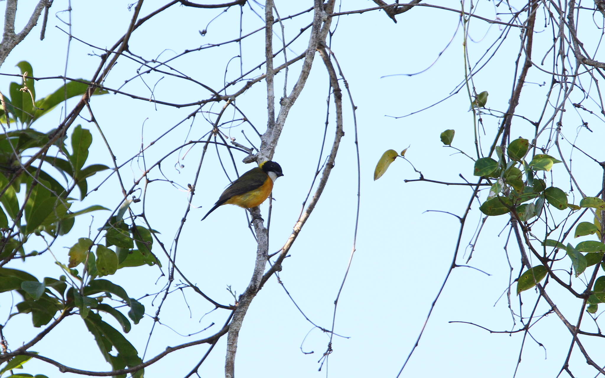 Image of Rusty-breasted Whistler