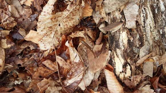 Image of Brown Leech