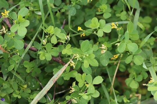 Image of Medicago platycarpa (L.) Trautv.