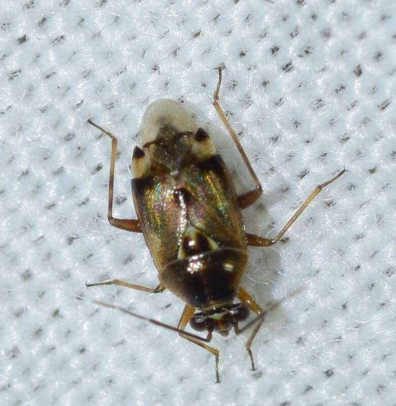 Image of Deraeocoris serenus (Douglas & Scott 1868)