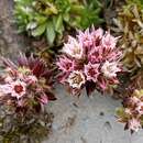 Image of Rosularia alpestris subsp. marnieri