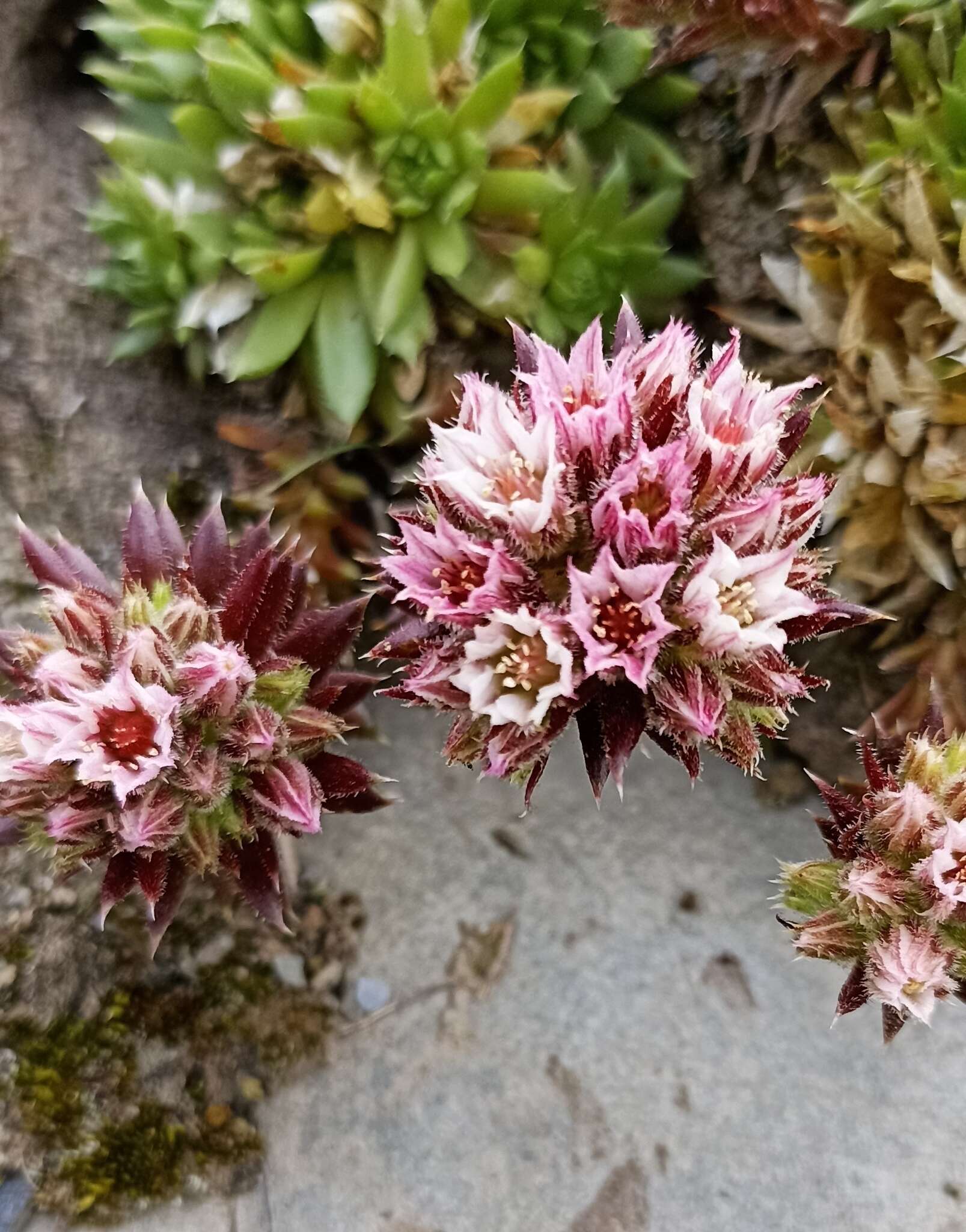 Image of Rosularia alpestris subsp. marnieri