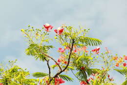 Image of Delonix regia (Bojer ex Hook.) Raf.