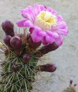 Image of Stenocereus thurberi subsp. littoralis (K. Brandegee) N. P. Taylor