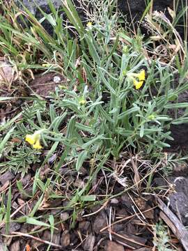 صورة Lithospermum multiflorum S. Wats.