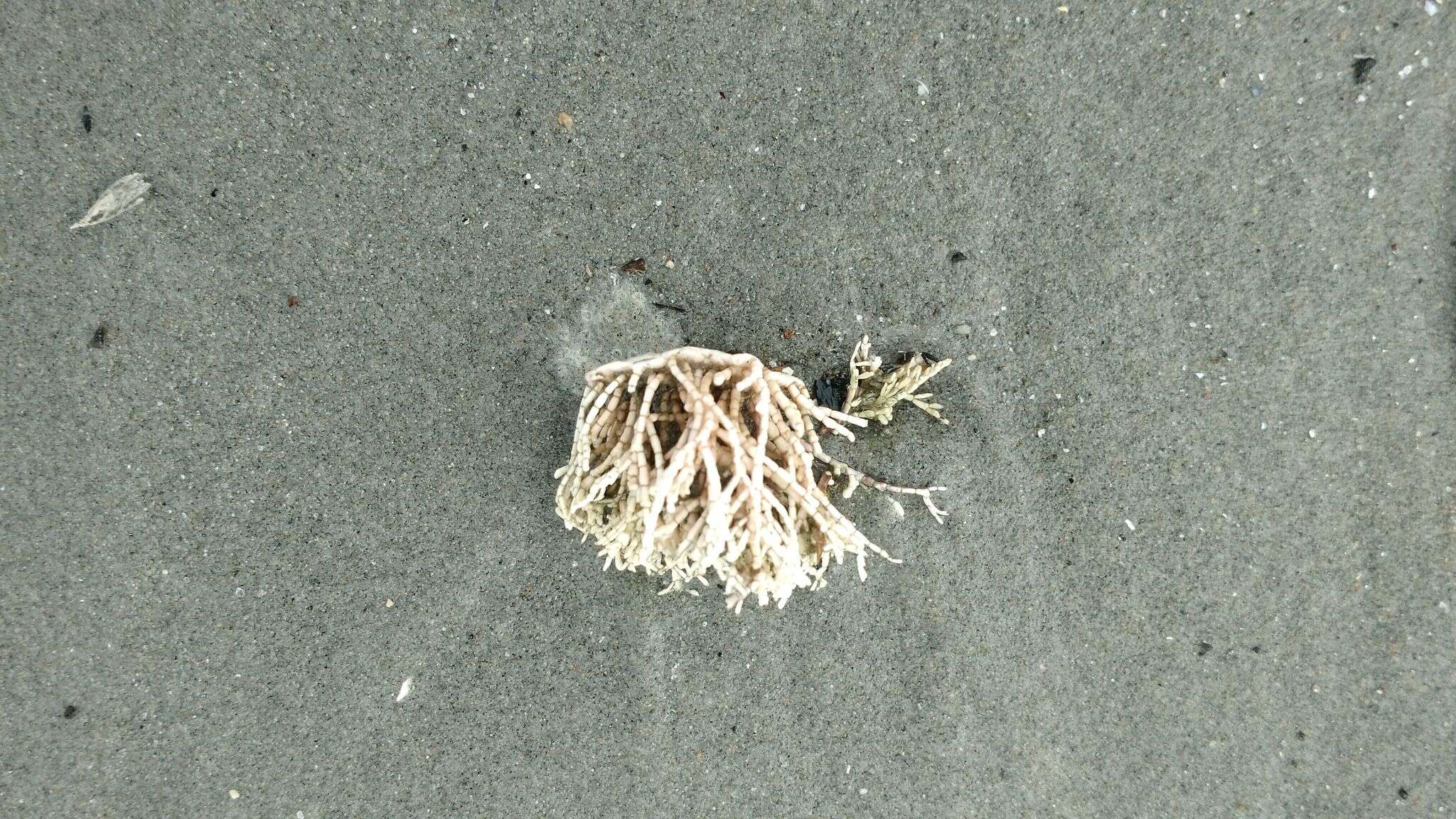 Image of common coral weed