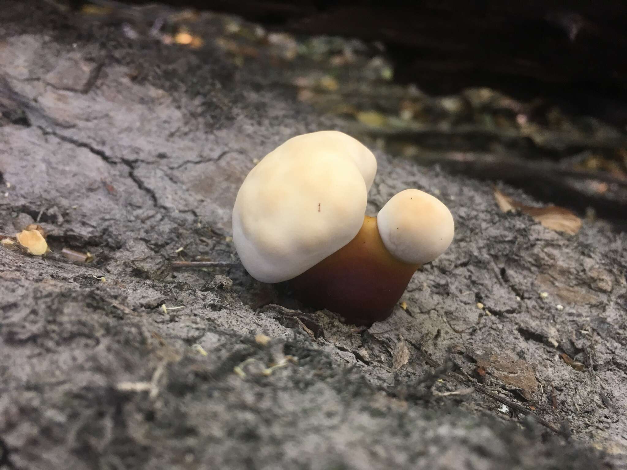 Image of Ganoderma polychromum (Copel.) Murrill 1908