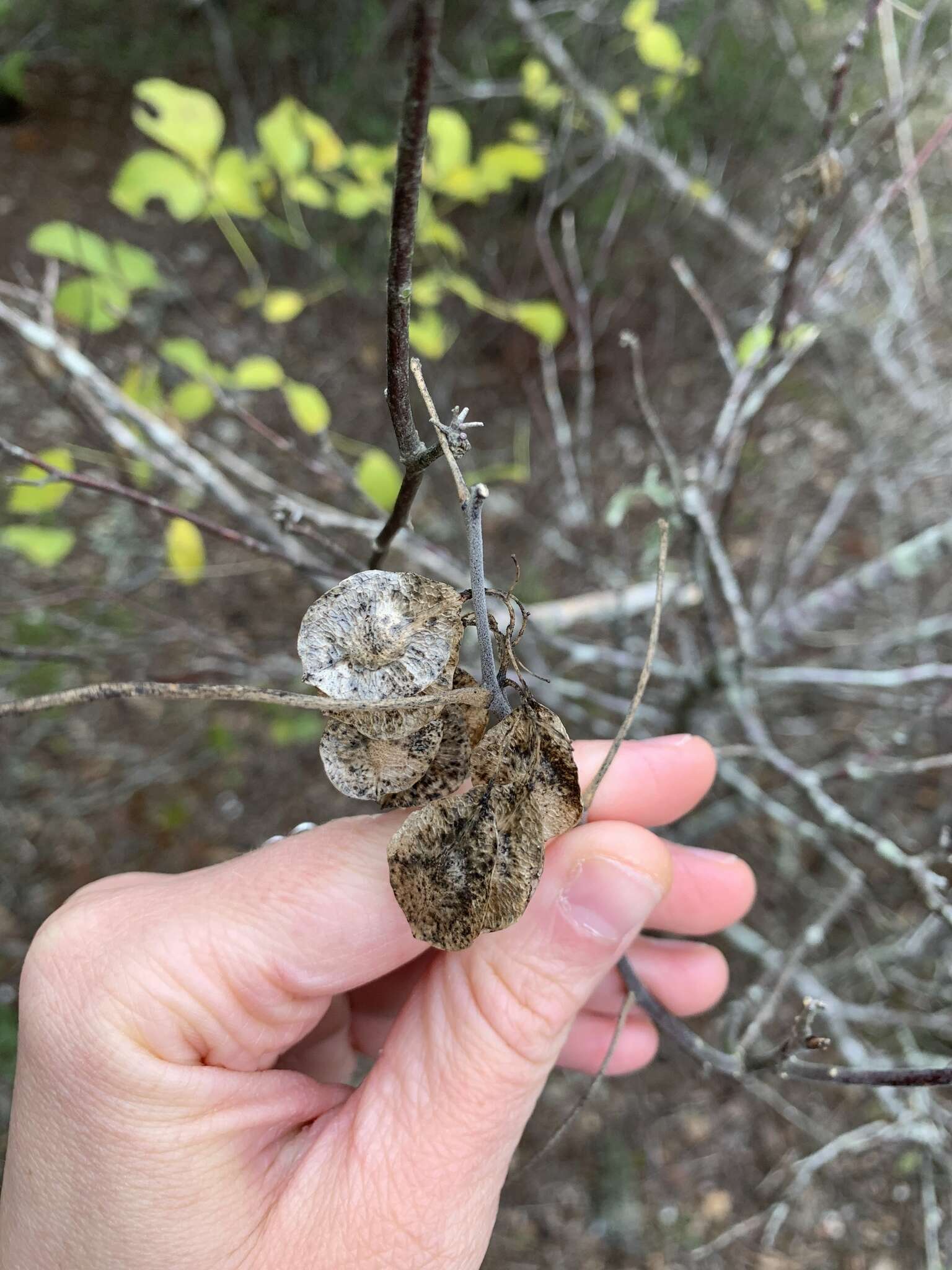 Image of Ptelea trifoliata var. mollis Torr. & Gray