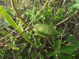 Imagem de Cochlospermum gonzalezii (Sprague & L. Riley) Byng & Christenh.