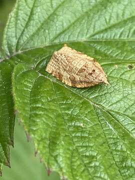 Image of summer fruit tortrix