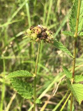 Image of Chocolate Weed