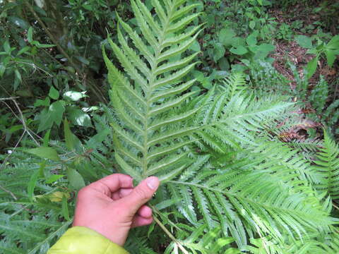 Image of Woodwardia spinulosa Mart. & Gal.