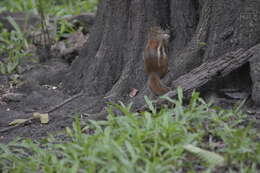 Image of Indochinese Ground squirrel