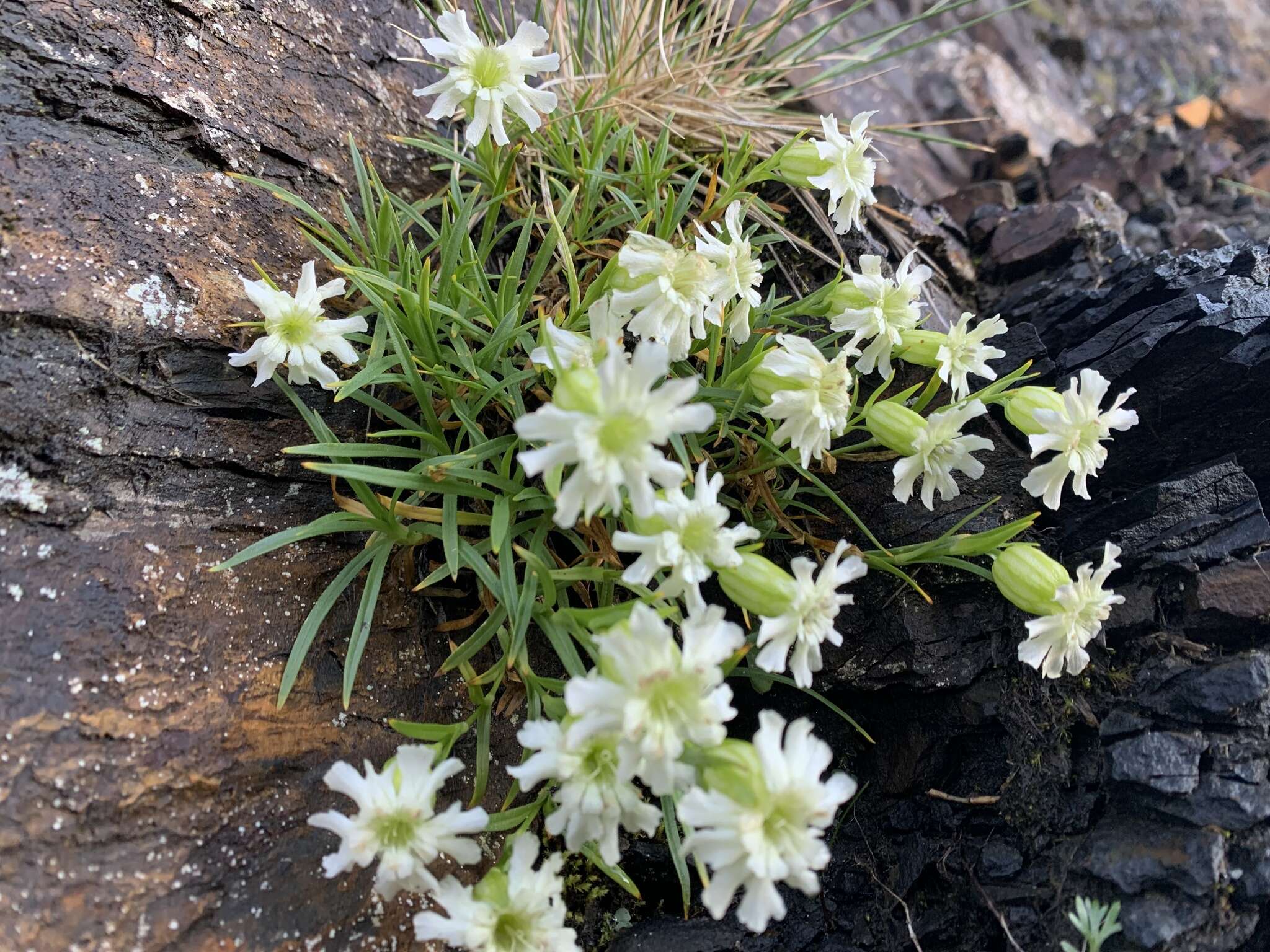 Image of Silene morrisonmontana var. glabella (Ohwi) Ohwi & Ohashi