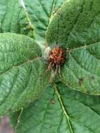 Image of Arabesque Orbweaver