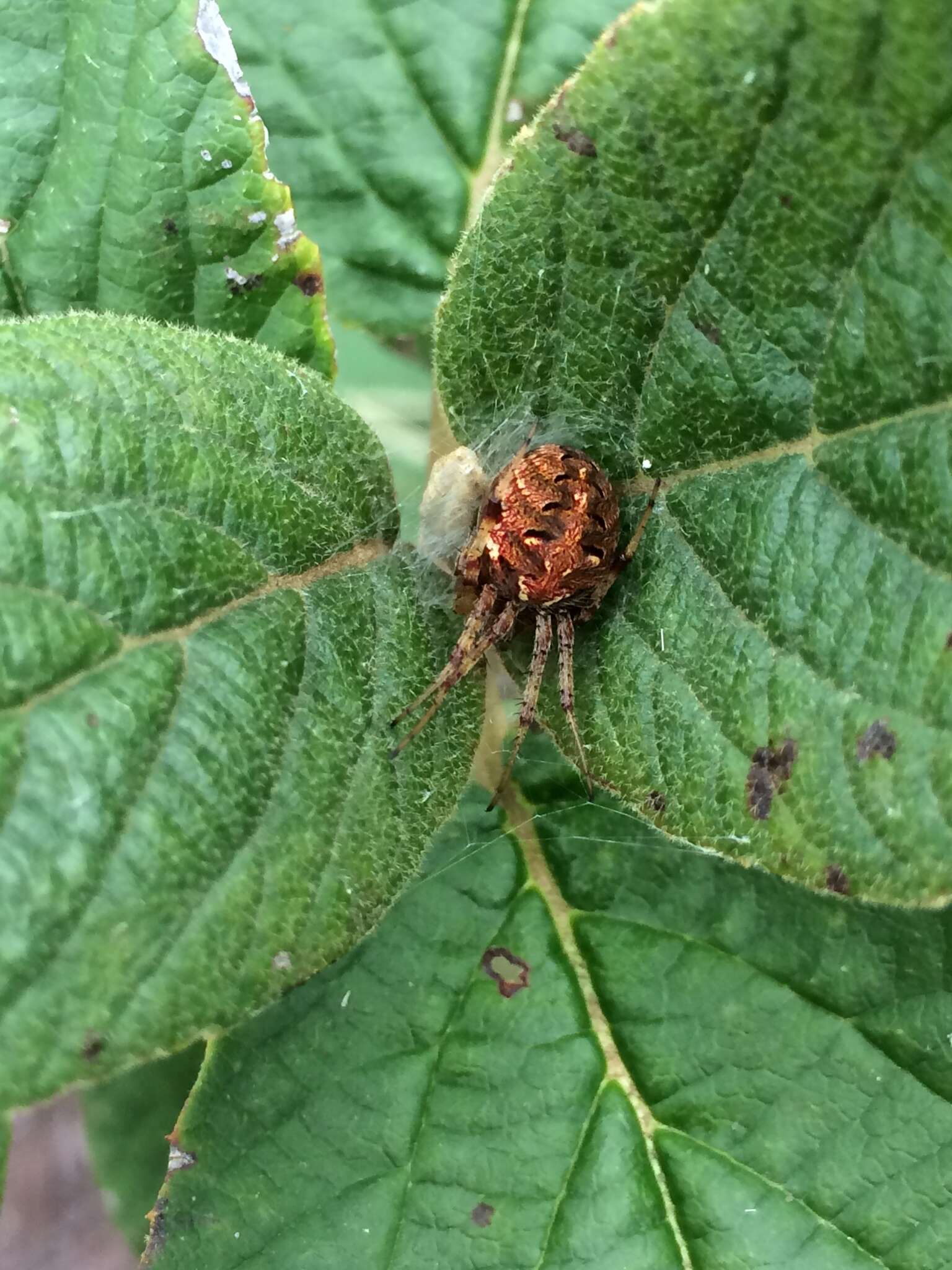 Image of Arabesque Orbweaver