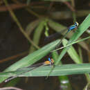 Image of Pseudagrion williamsoni Fraser 1922