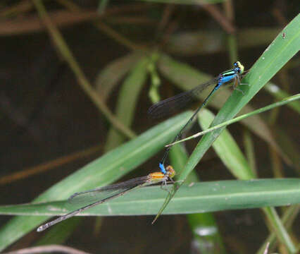 Image of Pseudagrion williamsoni Fraser 1922