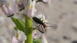 Image of Red-eared Blister Beetle