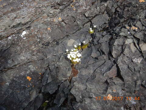 Image of knotted pearlwort