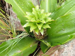 Imagem de Eucomis montana Compton