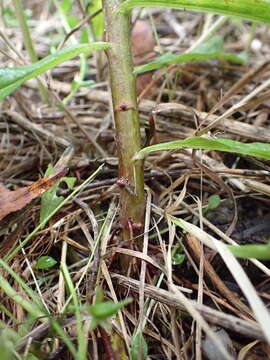 صورة Solidago altissima subsp. altissima