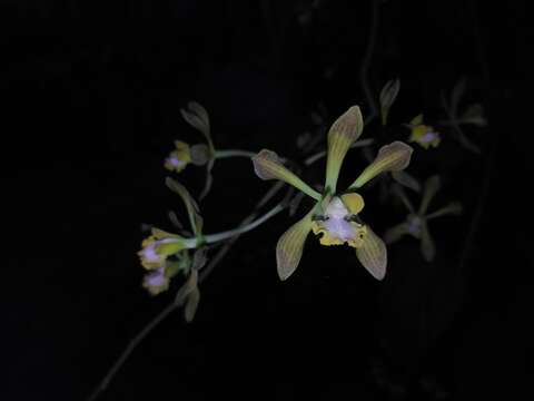 Image of Encyclia alata subsp. parviflora (Regel) Dressler & G. E. Pollard