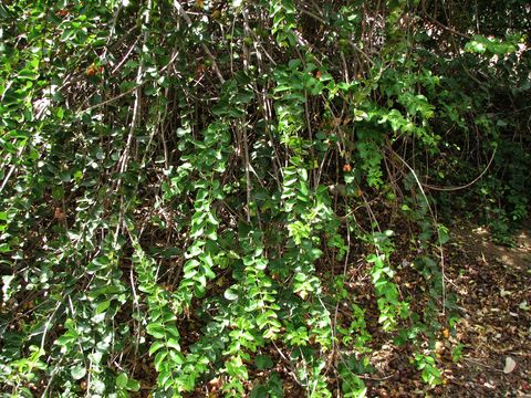 Image of Pomegranate Tree