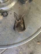 Image of Townsend's big-eared bat
