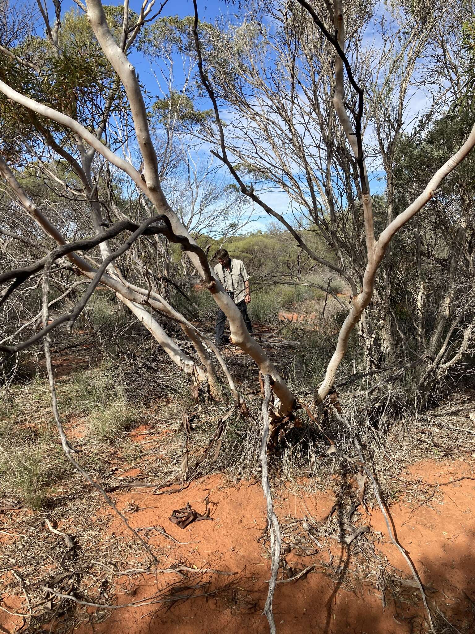 Image of Eucalyptus rigidula subsp. rigidula